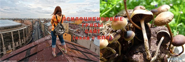 apvp Нягань